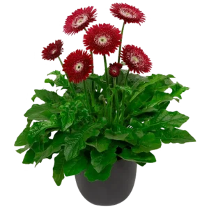 Gerbera