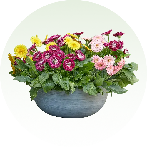 Ornamental Flowering