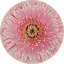 Gerbera Majestic Light Pink