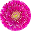 Gerbera Majestic Purple