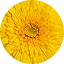 Gerbera Majestic Yellow Imp