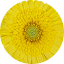 Gerbera Majestic Yellow
