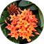 Ixora Orange