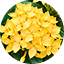 Ixora Yellow