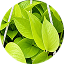 Money Plant Golden