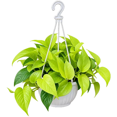 Money Plants
