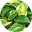 Money Plant Green