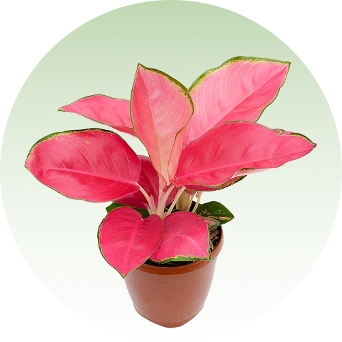 Ornamental Foliage