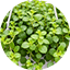 PILEA