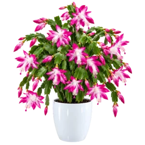 Christmas Cactus