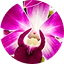 Dendrobium Pink & White