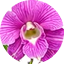 Dendrobium Pink