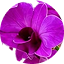 Dendrobium Purple