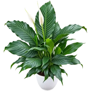 Spathiphyllum