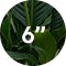 Spathiphyllum 6