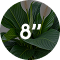 Spathiphyllum 8