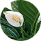 Spathiphyllum Mojo