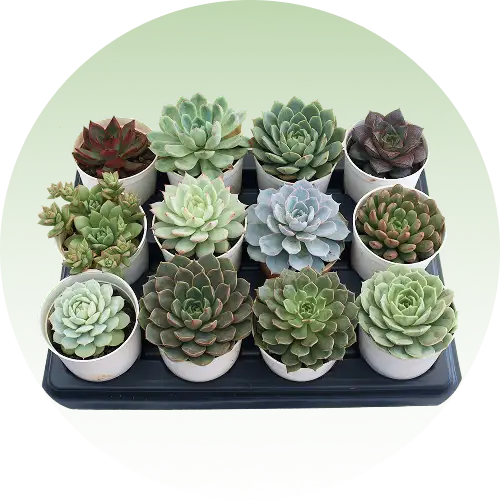 Succulents