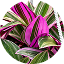 TRADESCANTIA
