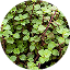 TURTLE VINE