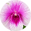 Dendrobium White with Pink Center