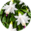 Christmas Cactus - White