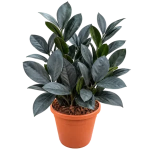 Zamia