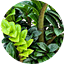 ZAMIA CURLY