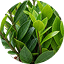 ZAMIA GREEN